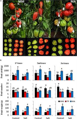 Traditional Tomato Varieties Improve Fruit Quality Without Affecting Fruit Yield Under Moderate Salt Stress